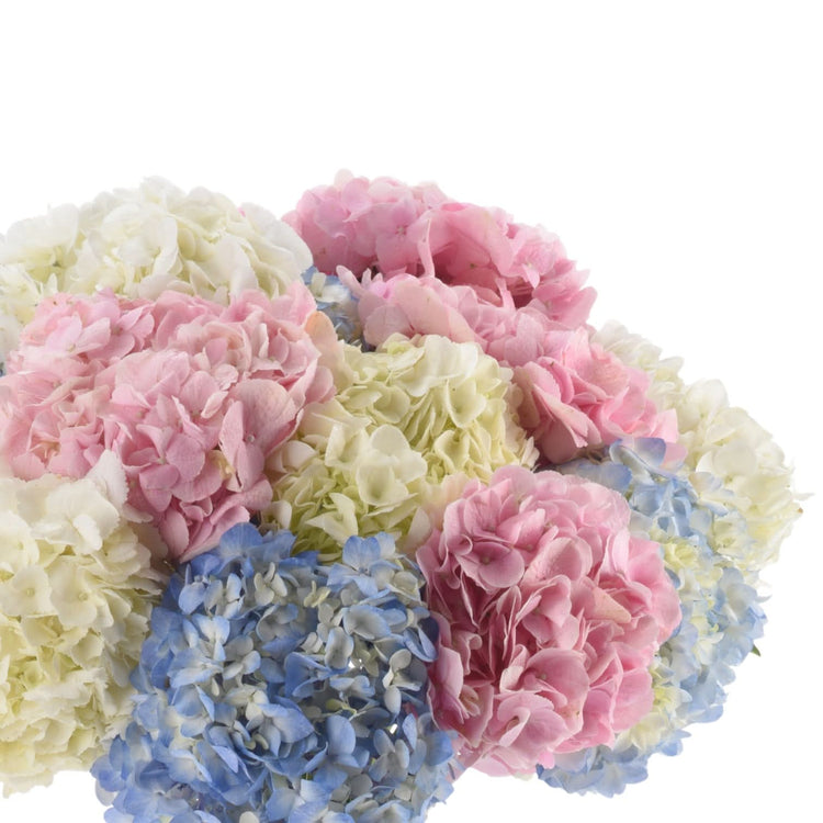 Clouds of Hydrangea in Glass Vase