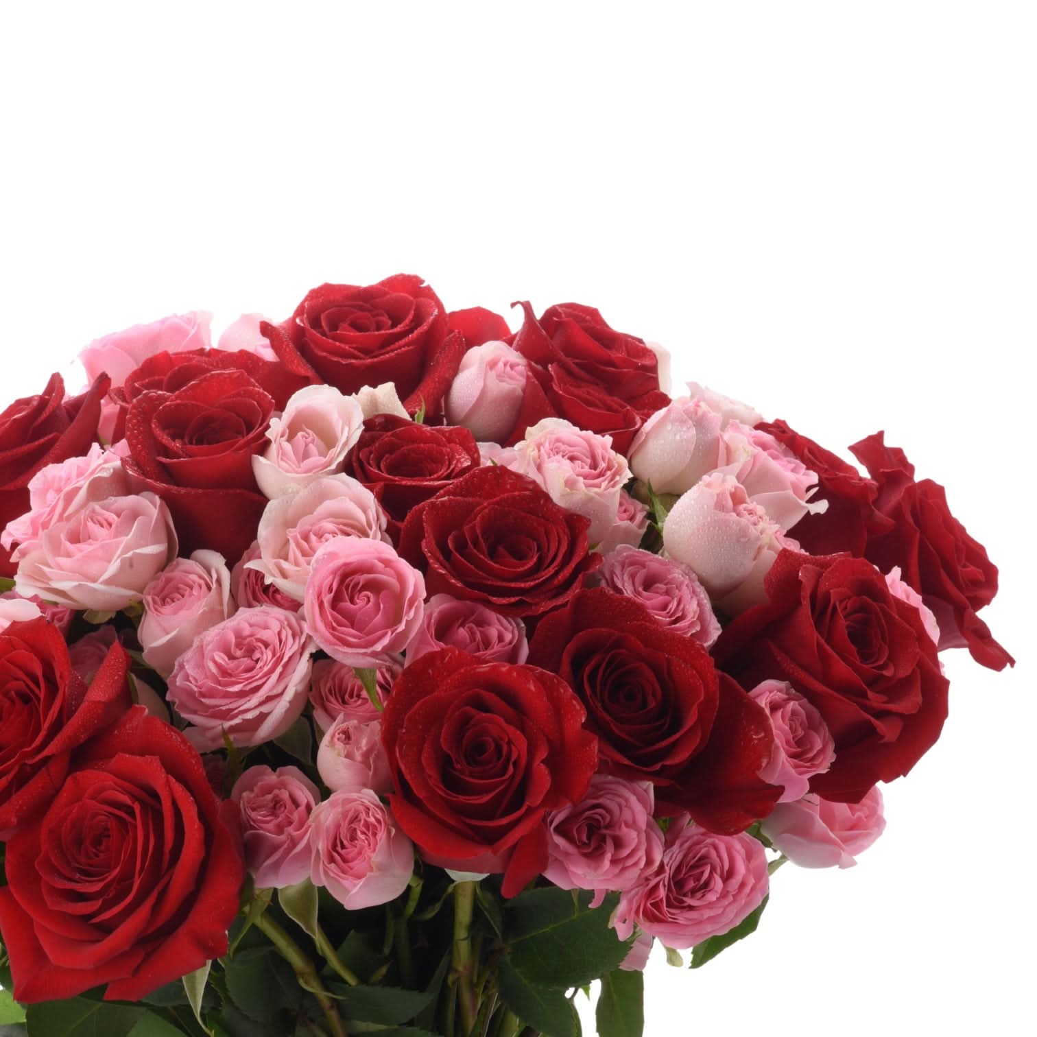 Vibrant red and pink roses, dew-kissed, lush and full, against stark white.