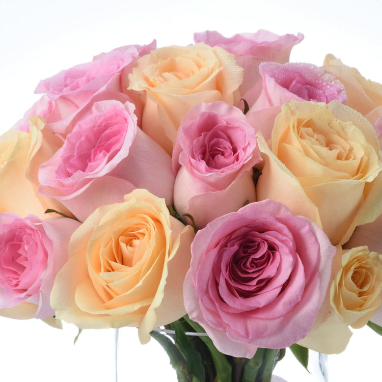 Soft pink and peach roses, dew-kissed, lush and vibrant against white background.