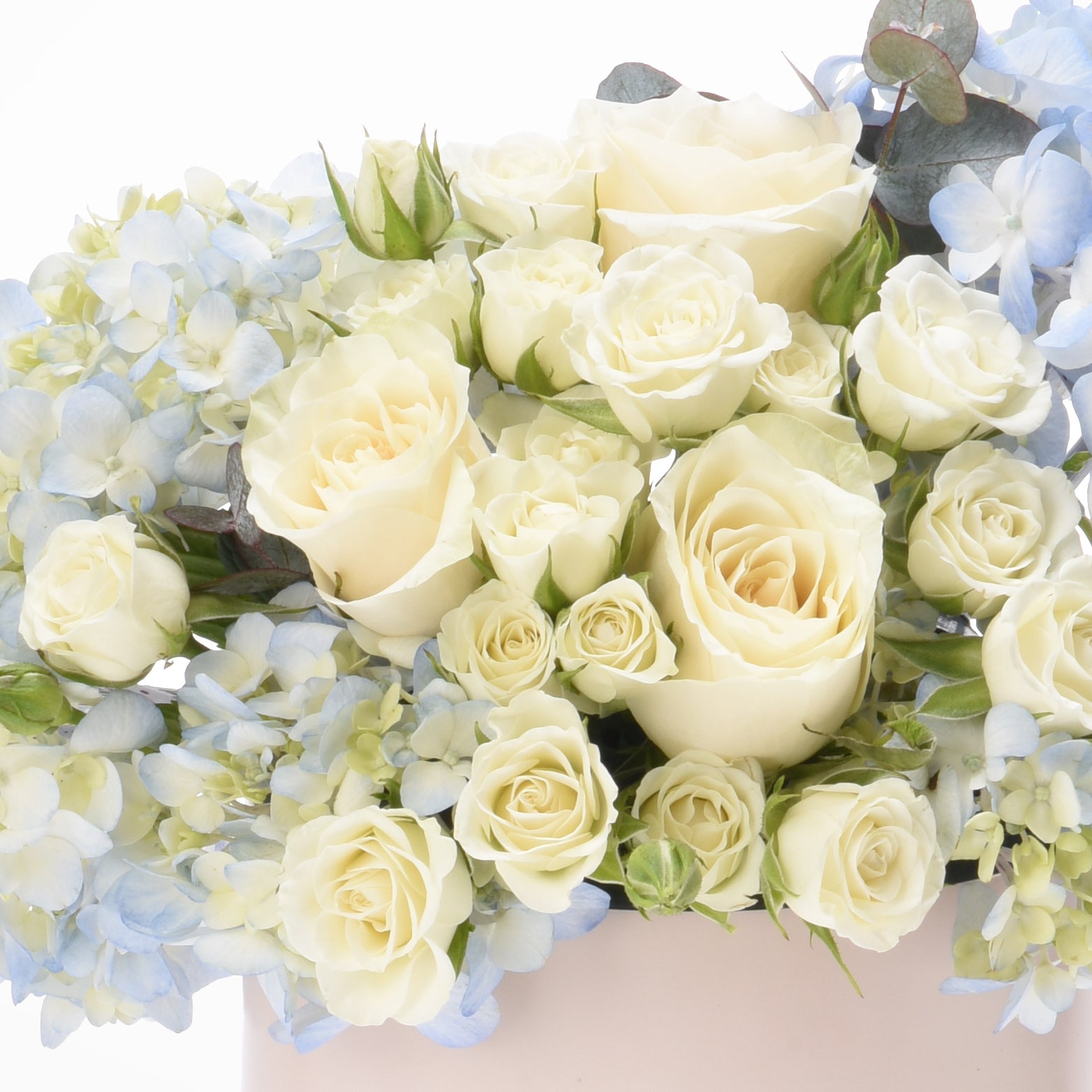 Cream roses and blue hydrangeas in soft pink vase, elegant and fresh.