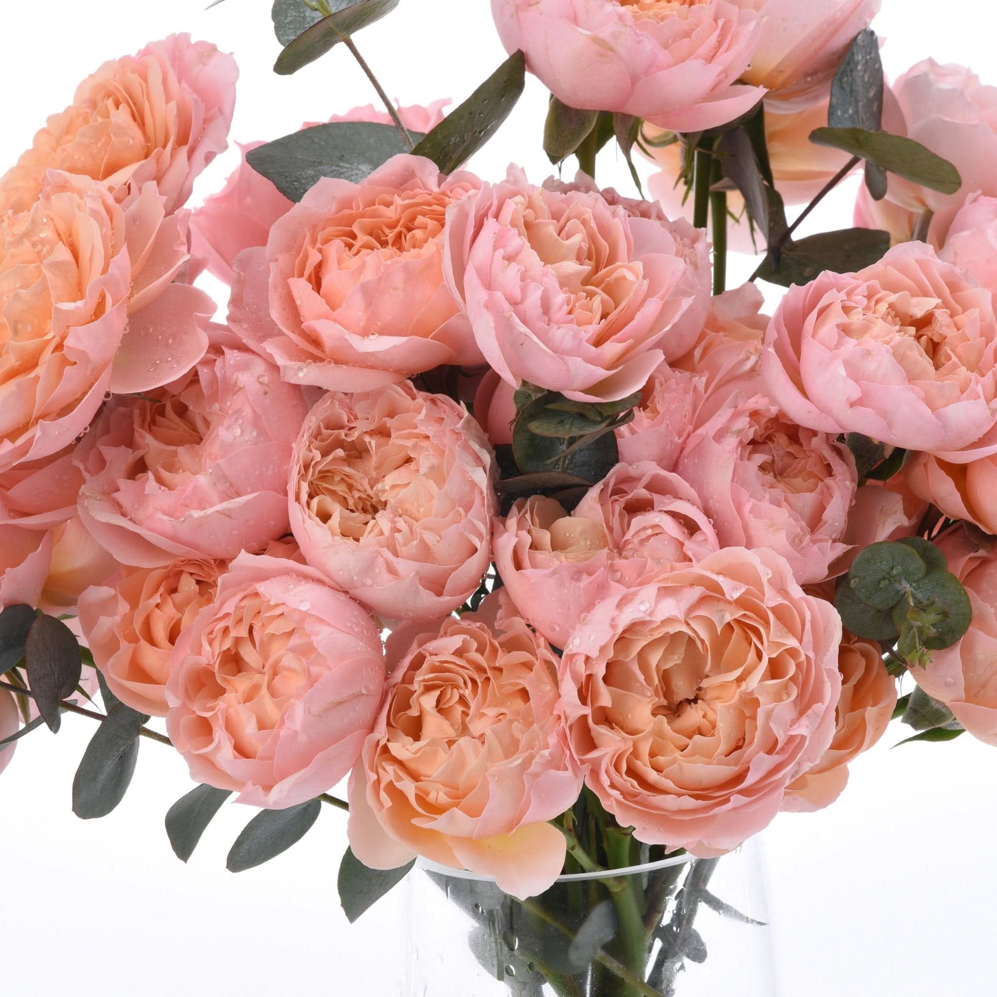 Blushing Grace in a Vase - Zuvees.ae