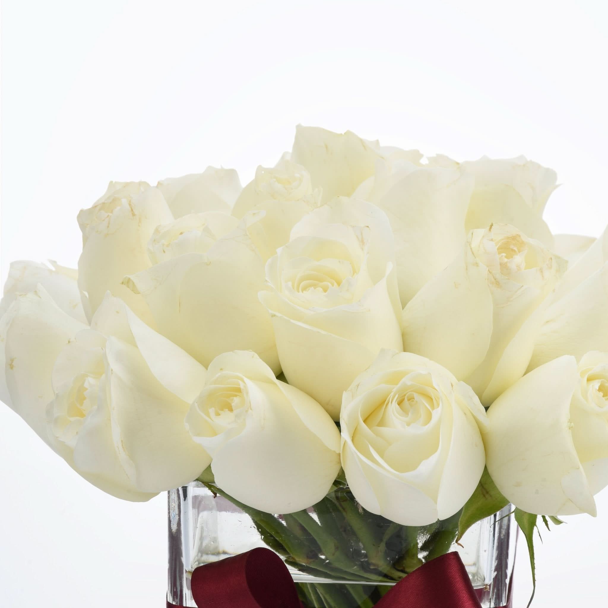 Elegant white roses in clear vase with burgundy ribbon, pristine petals against bright white background.