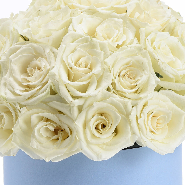 Cream roses in soft blue vase, elegant and fresh.