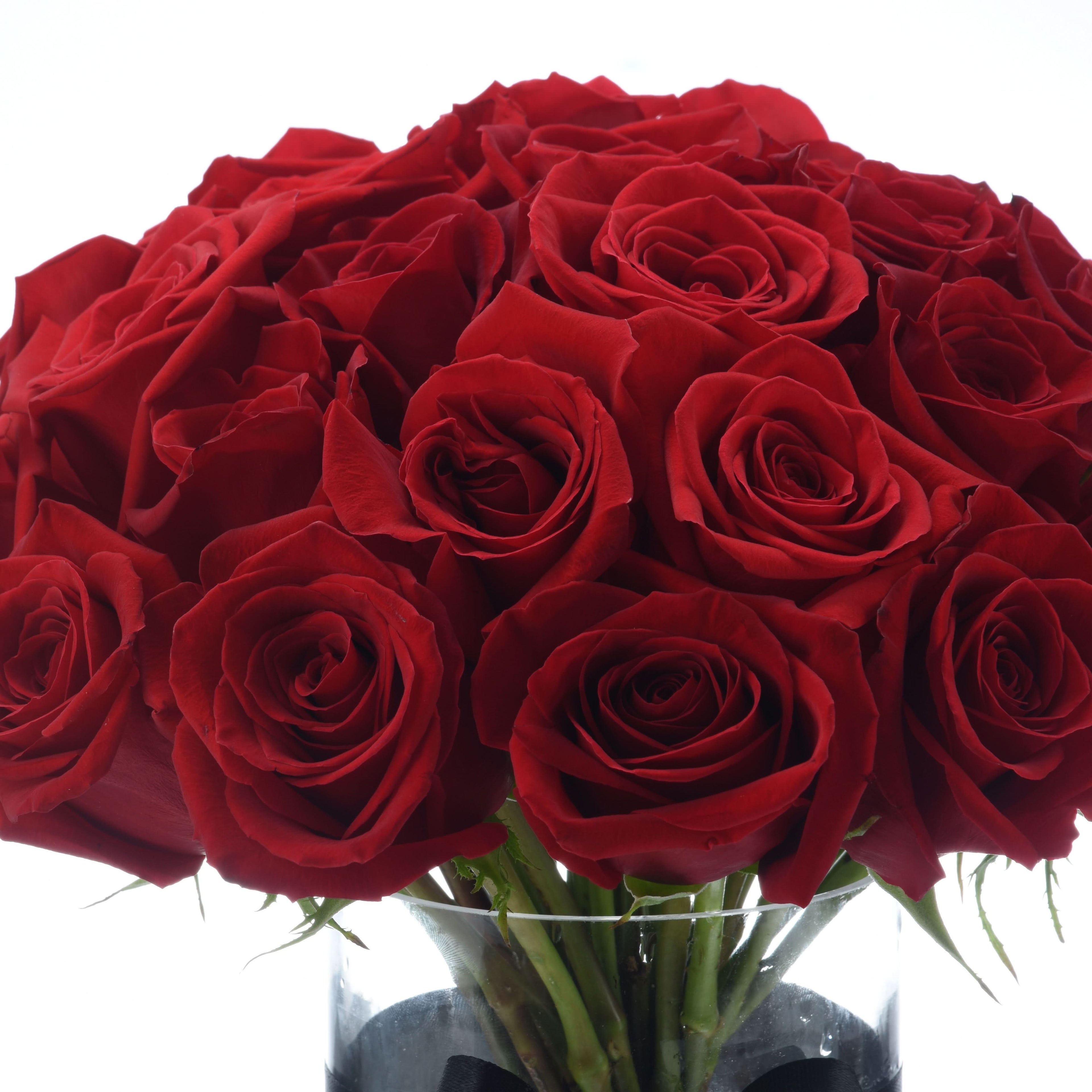 Vibrant red roses in clear vase, lush petals, green stems, white background, romantic gift.