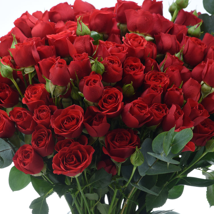 Vibrant red roses with dewdrops, lush green leaves, and budding stems.