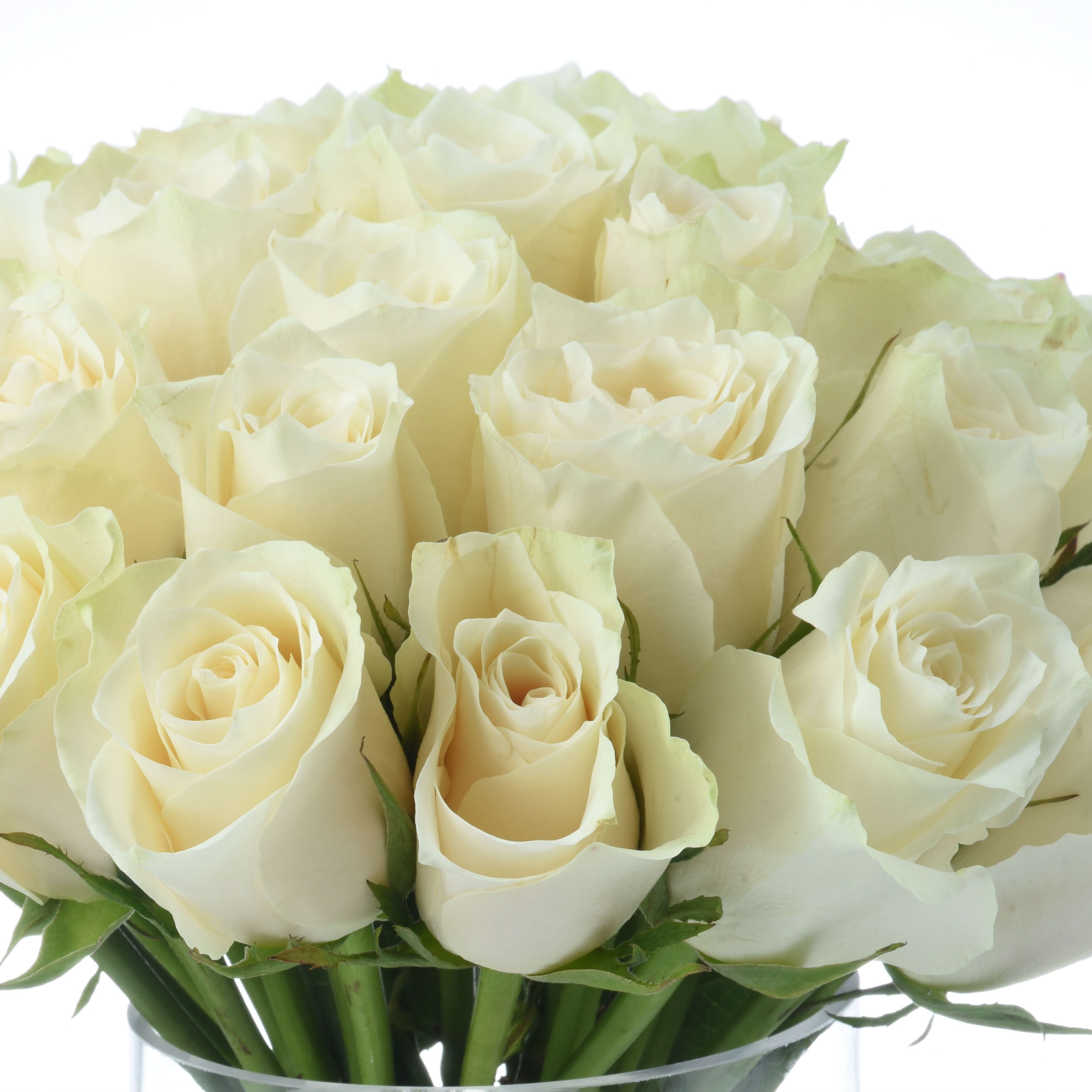 Lush creamy white roses in clear vase, soft petals, green stems, pure white background.