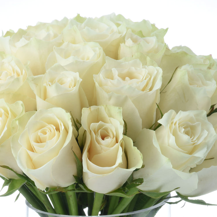 Lush creamy white roses in clear vase, soft petals, green stems, pure white background.