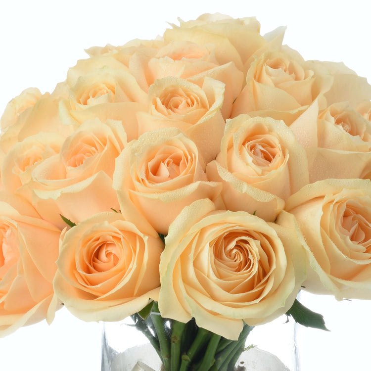 Soft peach roses with dewdrops, lush petals, and green stems in clear vase.