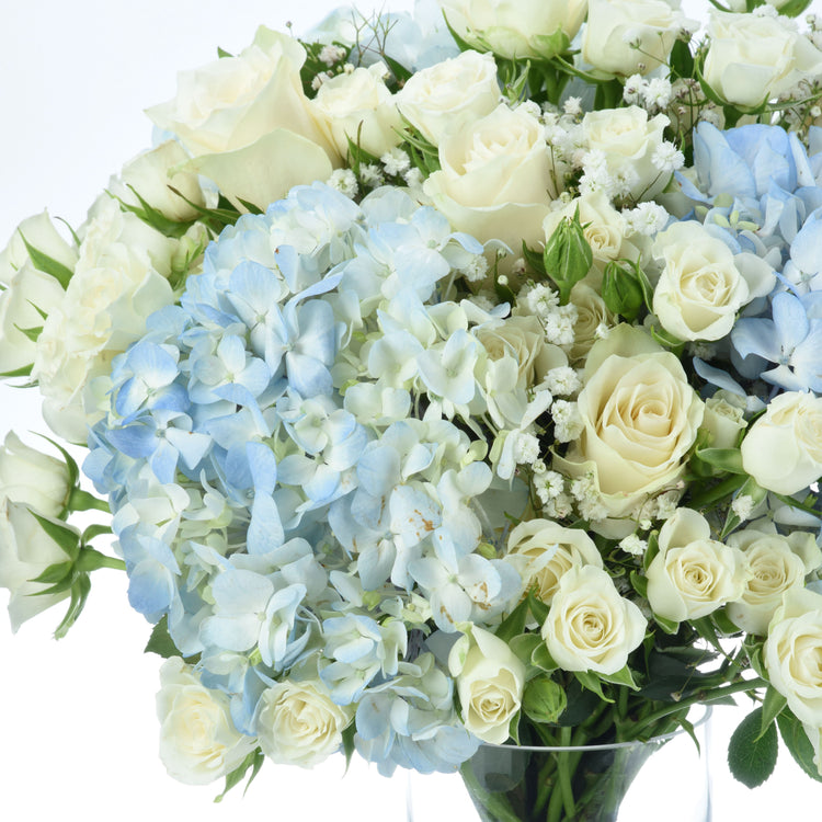 Cream roses and blue hydrangeas in lush, elegant bouquet against white background.