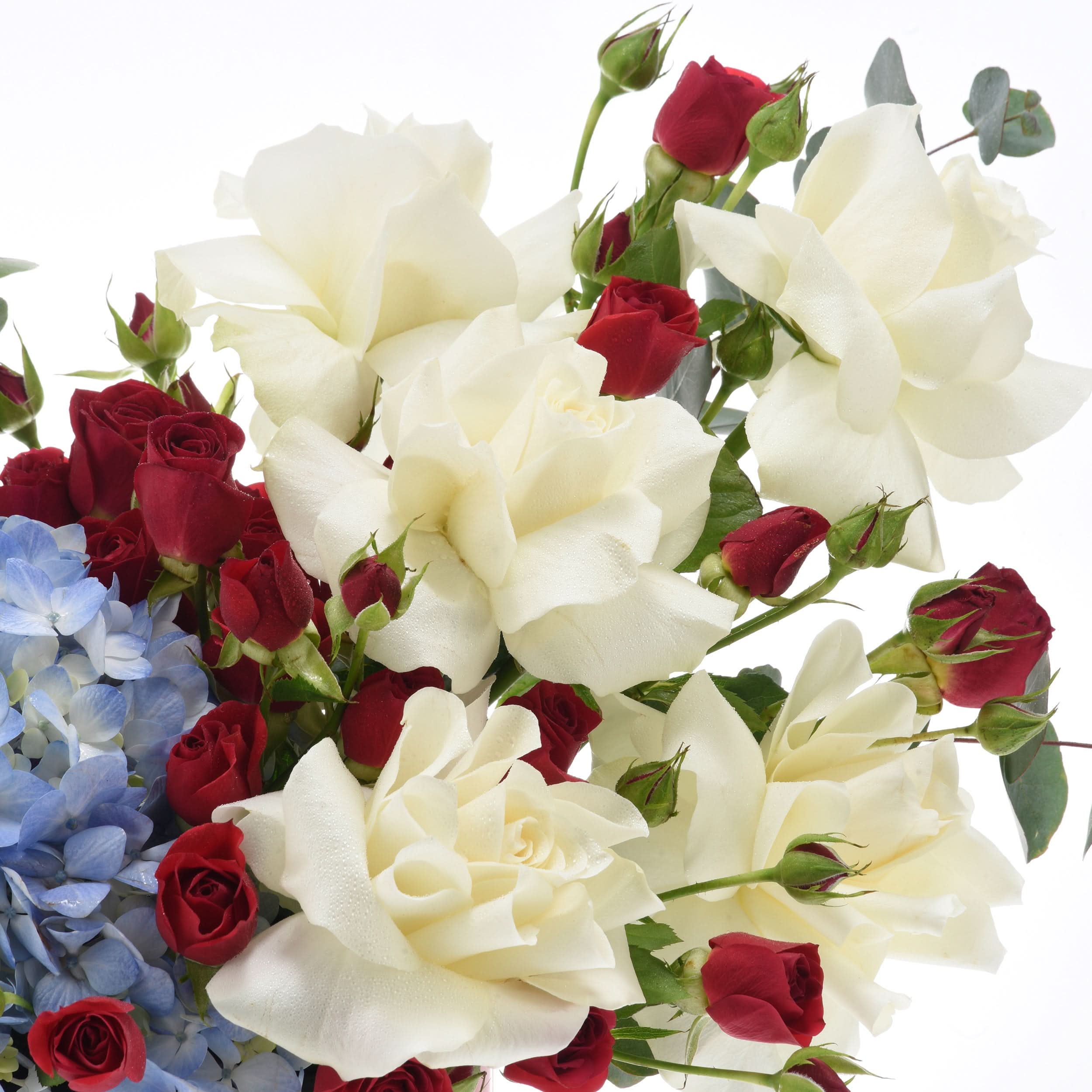 White and red roses with blue hydrangeas, dewdrops, fresh greenery.