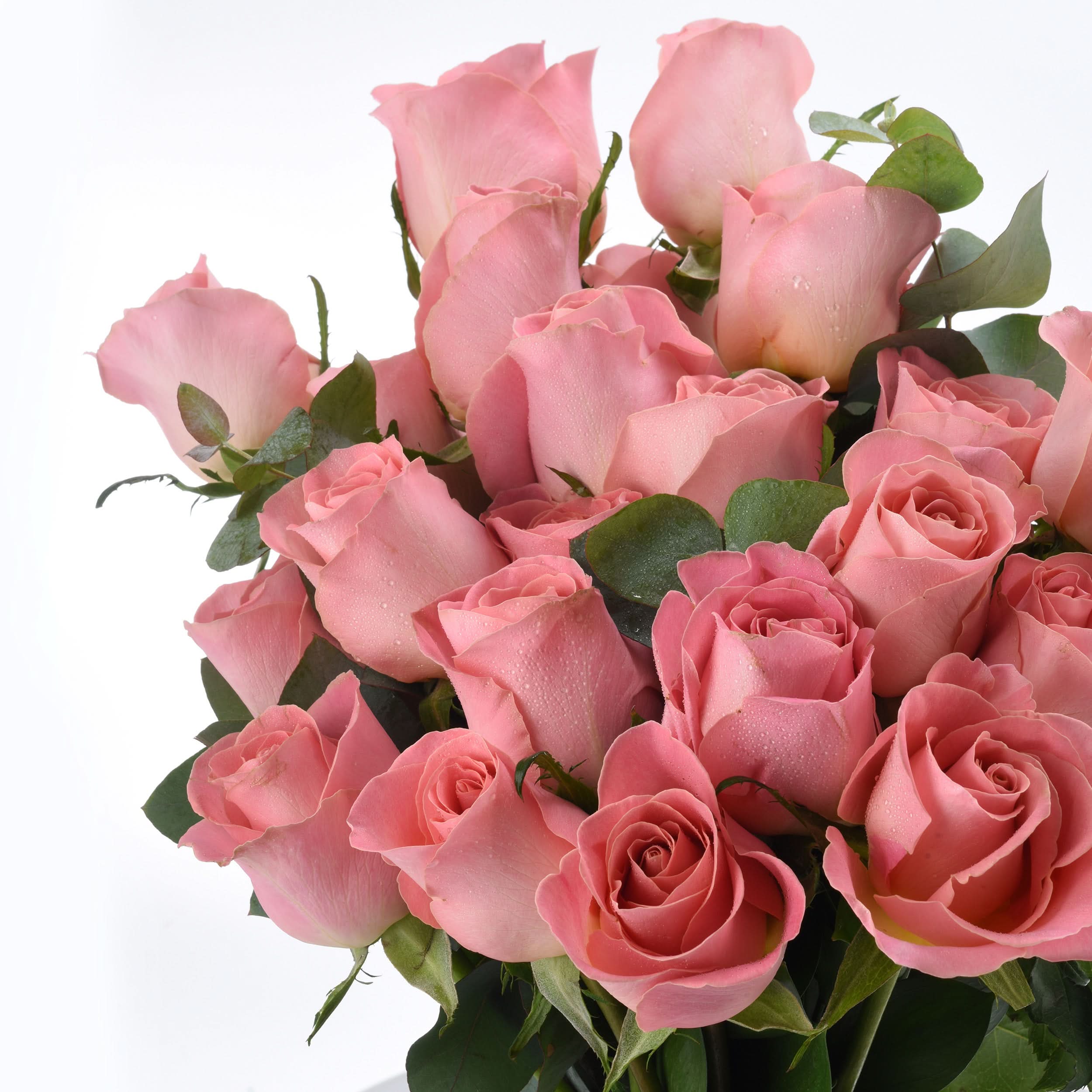Soft pink roses with dewdrops, lush green leaves, pristine white background.