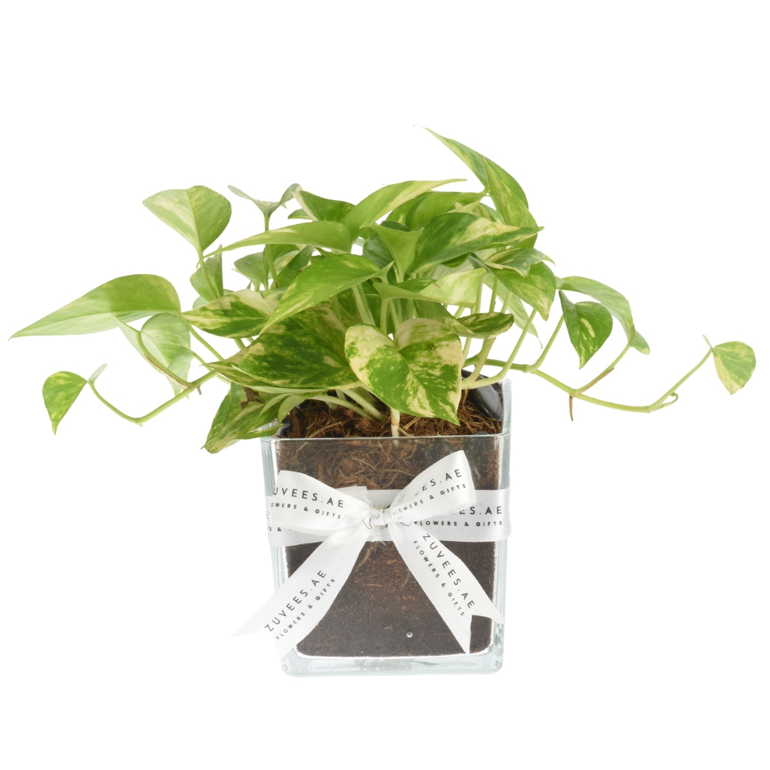Vibrant variegated pothos in clear glass pot, elegantly tied with branded white ribbon.