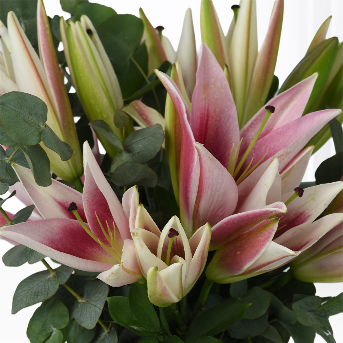 Moonblush Lilies Vase - Zuvees.ae