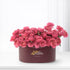 Noor of Juleita - Zuvees.ae