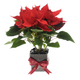 Vibrant red poinsettia with glossy green leaves in clear vase, adorned with festive red ribbon.