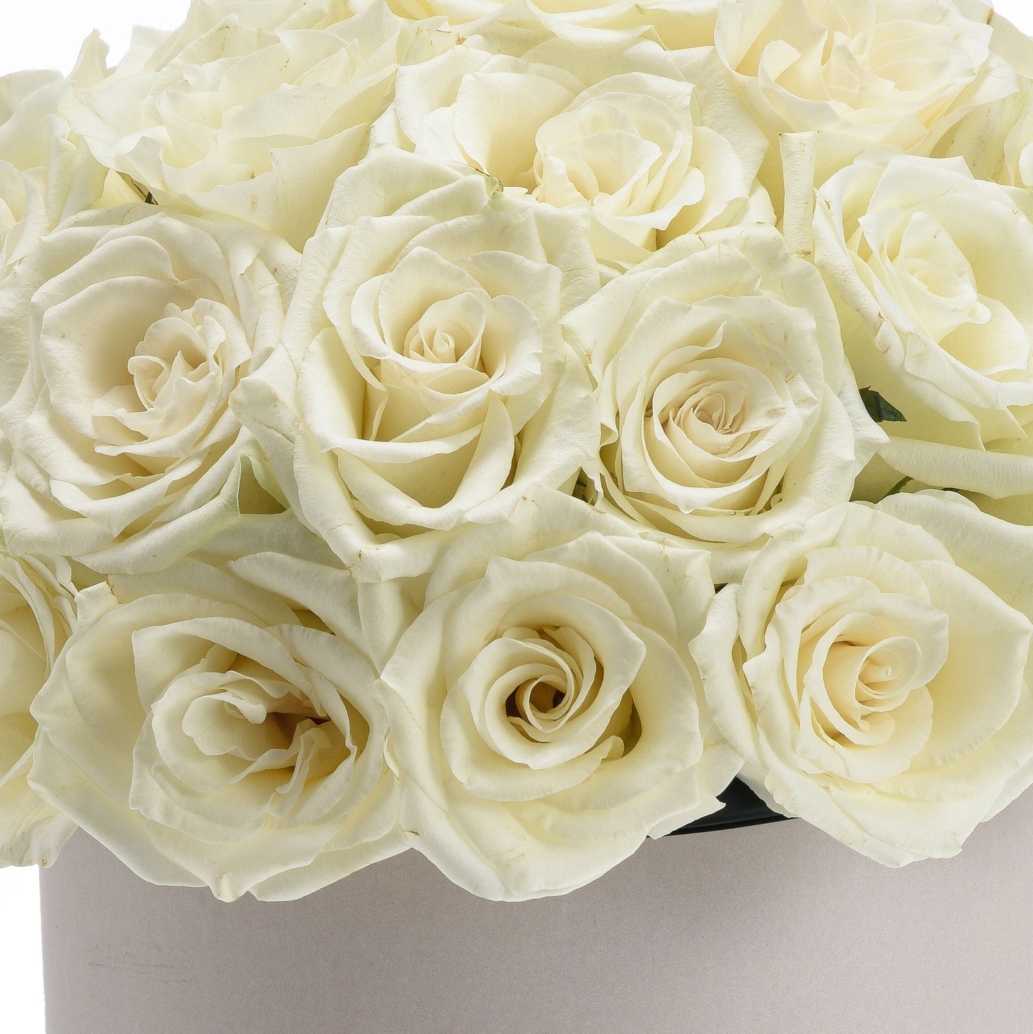 Cream roses in lush, layered blooms, soft lighting, elegant arrangement.