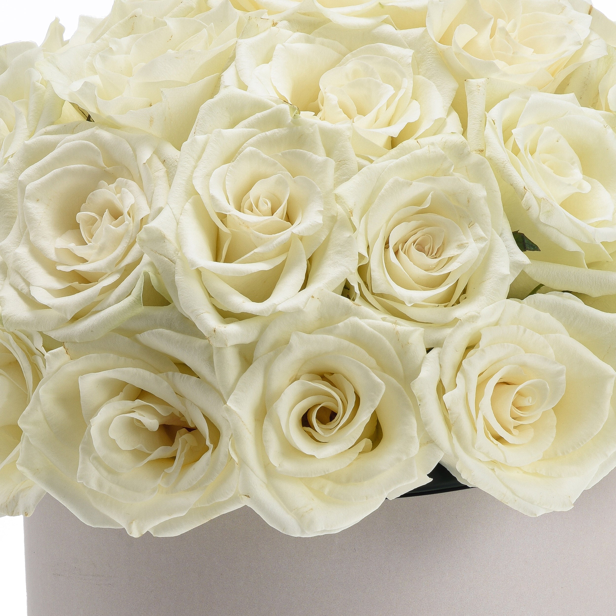 Cream roses in lush, layered blooms, soft lighting, elegant arrangement.