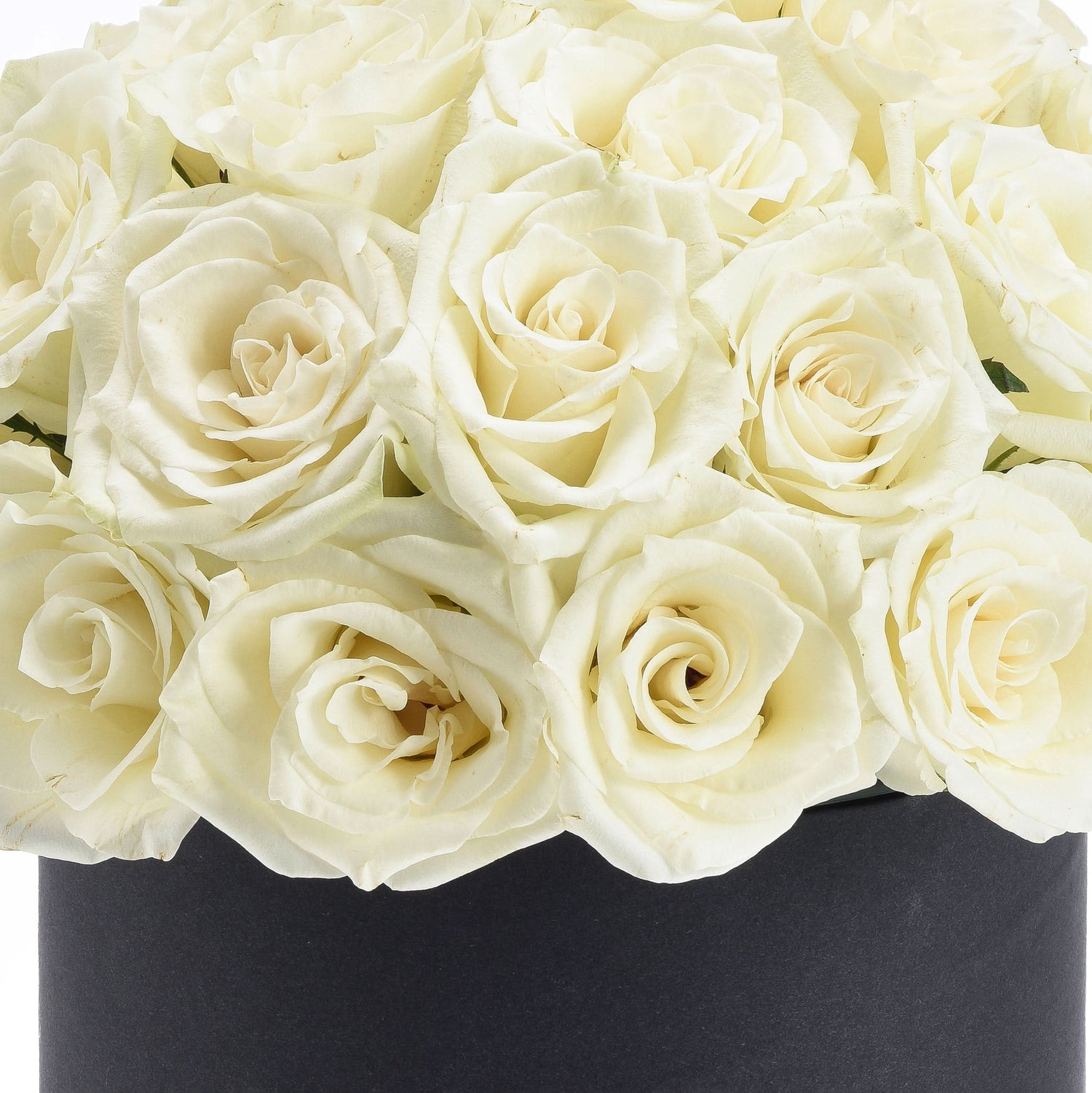 Cream roses in sleek black box, soft petals, elegant arrangement.