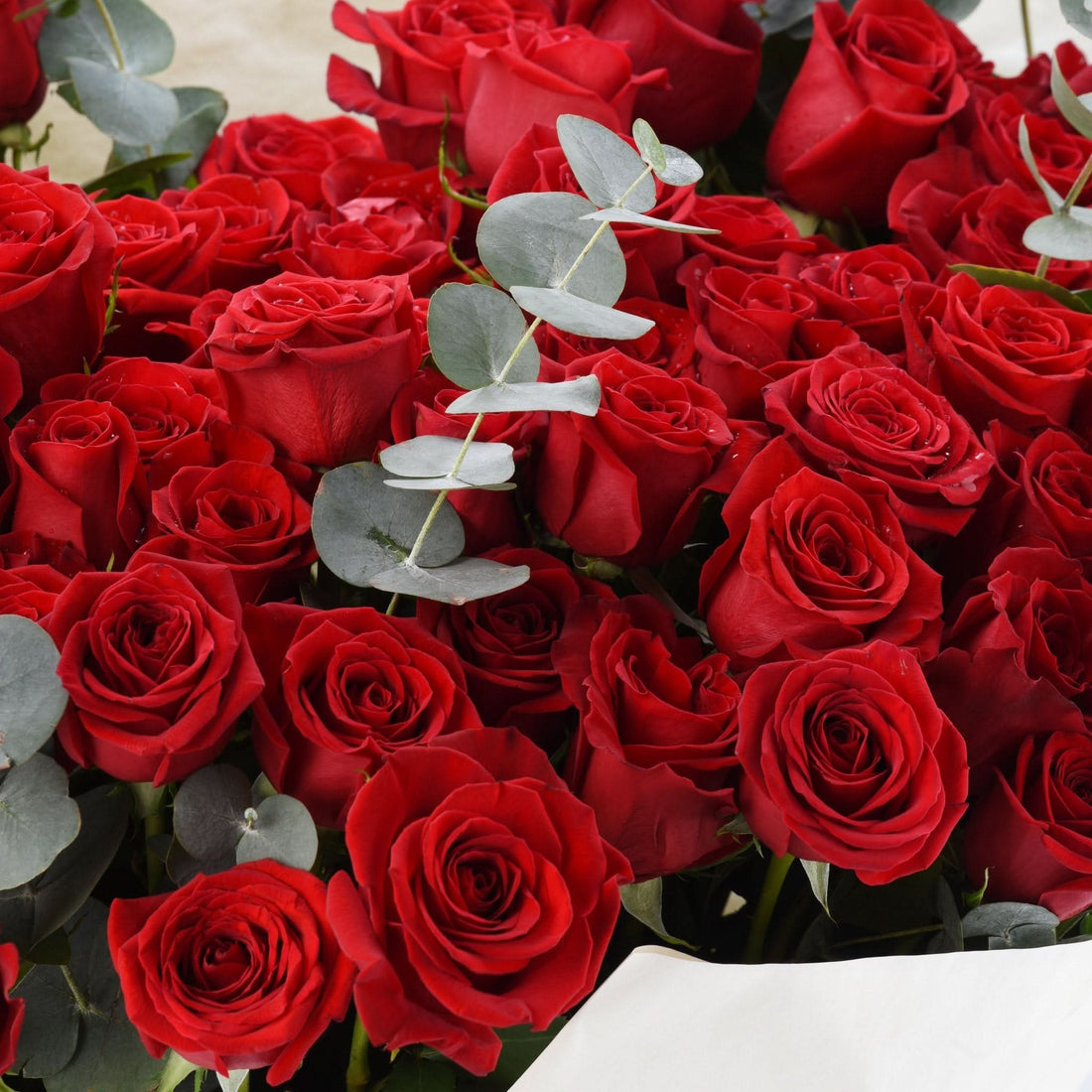 Vibrant red roses with silver eucalyptus, lush and dew-kissed.