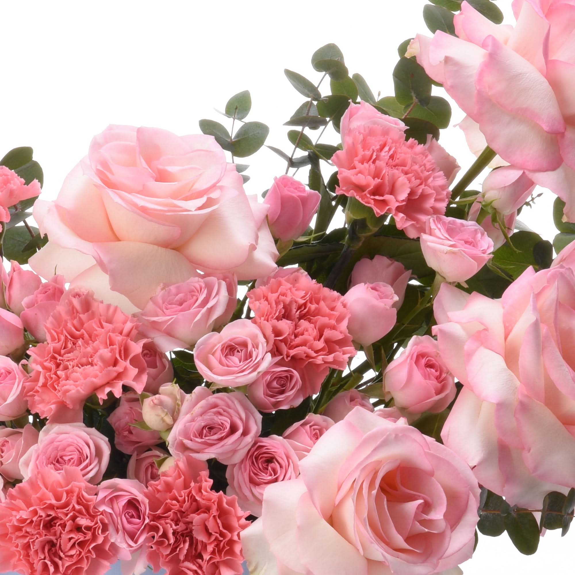 Soft pink roses and carnations with lush greenery against white background.